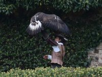 Steinadler 084
